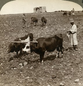 Palestine Valley of Ajalon Ox Plowing Field Old Stereoview Photo Underwood 1900