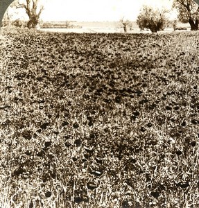 Palestine Plain of Sharon Roses Field Old Stereoview Photo Underwood 1900