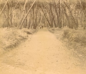 France French Riviera Woodland Track Old Amateur Stereoview Photo Pourtoy 1900