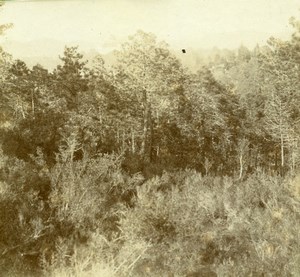 France French Riviera around Nice Forest Amateur Stereoview Photo Pourtoy 1900