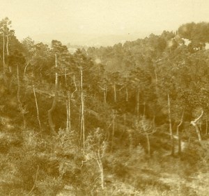 France French Riviera around Nice Forest Amateur Stereoview Photo Pourtoy 1900