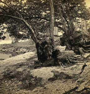 Scotland On the margin of Loch Lomond Old GW Wilson Stereoview Photo 1865