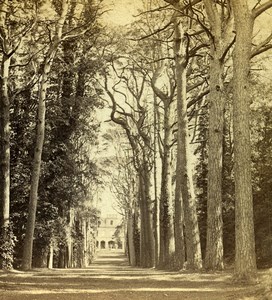 Warwickshire Cedar Avenue Guy's Cliff Old Alex Wilson Stereoview Photo 1865