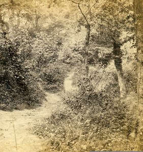 Hastings view in Fairlight Glen Forest Path Old Stereoview Photo 1865