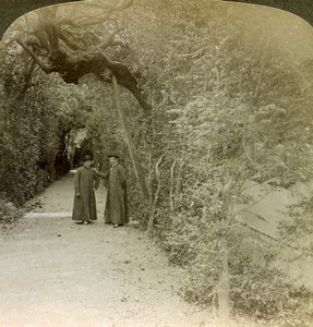 Rome Bower of St. Anthony Vatican gardens Old Underwood Stereoview Photo 1900