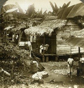 Panama Chagres River Banana Belt Old Stereoview Underwood 1904