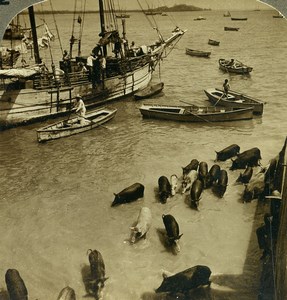 Panama City Harbor Landing Pigs for Market Old Photo Stereoview Underwood 1904