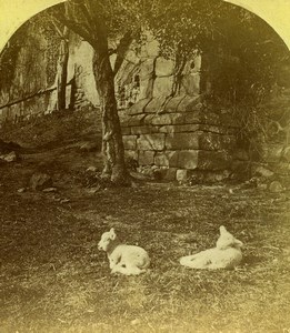 England Animals Lambs near Kenilworth Castle Old Stereoview Photo 1880