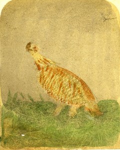 England Pinnated Grouse Prairie Hen Pheasant? Old Stereoview Photo 1860