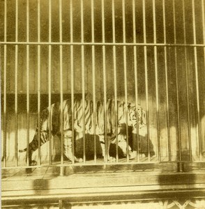 Netherlands Rotterdam Zoo Diergaarde Blijdorp Tiger Animals Old Stereoview 1890