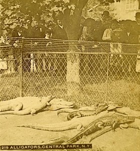 USA New York Central Park Zoo Alligators Animals Old Stereoview Photo 1896