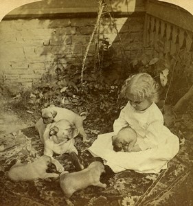 USA Little Girl playing with Puppies Old Geo Barker Stereoview Photo 1893