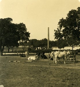 India Allahabad Ashoka Pillar Sundial Old Stereo Photo Kurt Boeck 1906