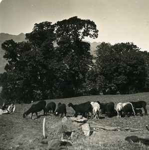Austria Tyrol Herd of Sheep Shepherd Old NPG Stereo Photo 1900
