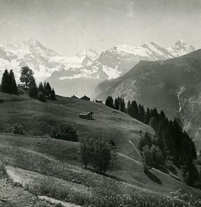 Switzerland Wengen Panorama Grazing Fields Mountain Old Stereo Photo 1900