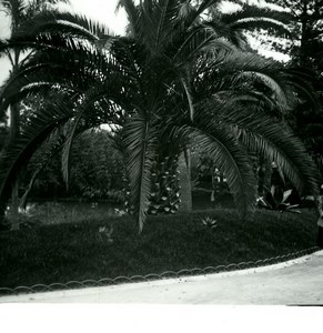 Monaco Monte Carlo Casino gardens Old Amateur Stereo Photo Possemiers 1900