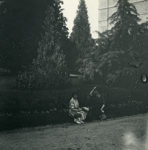 Italy Lake Maggiore Isola Madre Pine Trees Old Possemiers Stereoview Photo 1900