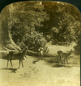 Forest glade in Old Japan Deer Doe Old White Stereoview Photo 1900