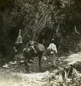 Jamaica Mountain Pony Path Old White Stereoview Photo 1900
