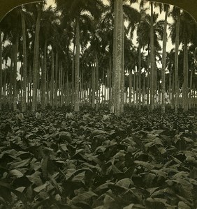 Cuba Havana Tobacco Field in Palm Grove Old White Stereoview Photo 1900