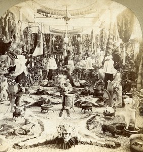 Canada Quebec City Laliberte's Fur Parlor Old Stereoview Photo 1900