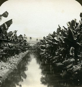 USA Hawaii Banana Plantation Irrigation Old White Stereoview Photo 1900