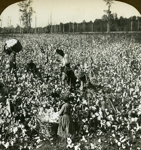 USA Mississippi Cotton picking Harvest Old Young Stereoview Photo 1900