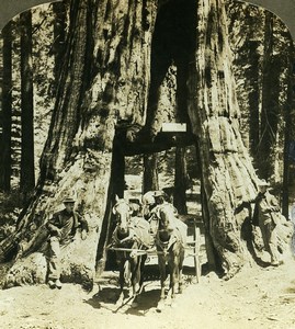 USA California Mariposa Grove of Giant Sequoias Old Young Stereoview Photo 1900