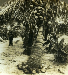 USA Florida Coconut Palms Old Young Stereoview Photo 1900