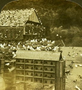 USA Los Angeles Pigeon farm Dovecote American Stereoscopic Stereoview Photo 1900