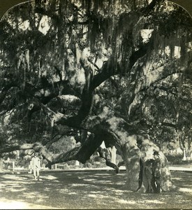 USA Georgia Savannah Giant Tree & Spanish Moss American Stereoscopic Photo 1900