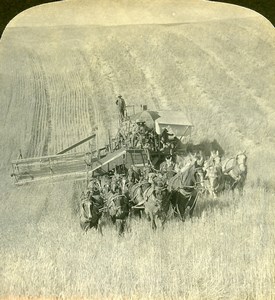 USA California Golden Grain Fields Harvest Old Young Stereoview Photo 1900