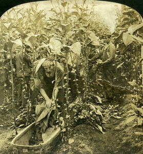 USA Connecticut Tobacco Picking at Granby Old White Stereoview Photo 1900