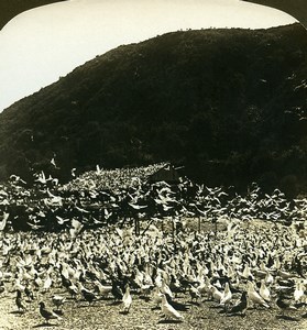 USA California Los Angeles Pigeon Farm Old White Stereoview Photo 1900