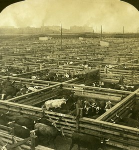 USA Chicago Great Union Stock Yards Cattle Old White Stereoview Photo 1900