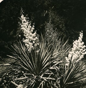 Italy Lake Como Bellagio Villa Serbelloni Garden Yucca Old Stereoview Photo 1906