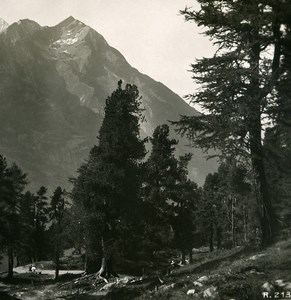 Switzerland near Zermatt Riffelalp Path Mettelhorn Old Stereoview Photo 1900