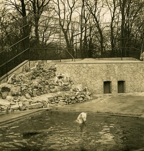 Denmark Copenhagen Zoo Polar Bear Old NPG Stereo Photo 1900