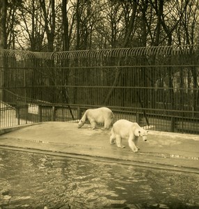 Denmark Copenhagen Zoo Polar Bear Old NPG Stereo Photo 1900