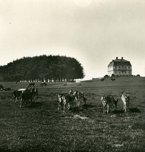 Denmark Jægersborg Dyrehave Hermitage Deer Park Old NPG Stereo Photo 1900