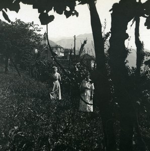 Switzerland Locarno vineyard of Orselina Old Possemiers Stereoview Photo 1900
