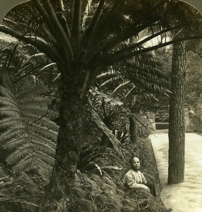 China beautiful Tree Ferns Old Young ASC Stereoview Photo 1900