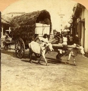 Ceylon Colombo street scene Ox Cart Old RY Young Stereoview Photo 1900