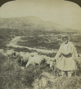 Greece Shepherd and his Flock Sheep Old Stereo Photo Stereoview HC White 1900