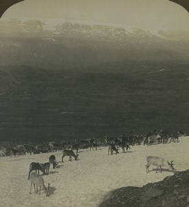 Norway Hardangerjokulen Glacier Reindeer Herd Old Photo Stereoview AMC 1900