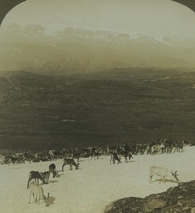 Norway Hardangerjokulen Glacier Reindeer Herd Old Photo Stereoview AMC 1900