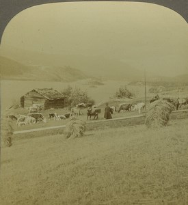 Norway Stranda Fjord Cows in field Old Photo Stereoview Excelsior 1900