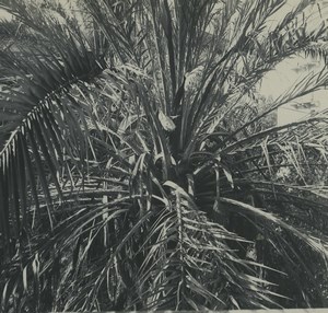 Corsica Ajaccio Hotel des Etrangers? Palm Old Possemiers Stereoview Photo 1920