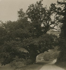 Austria Schneedörfel thousand-year-old oak Old Photobrom Stereoview Photo 1900