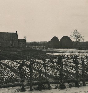 Netherlands Haarlem Tulip plantation Old NPG Stereoview Photo 1900 #1